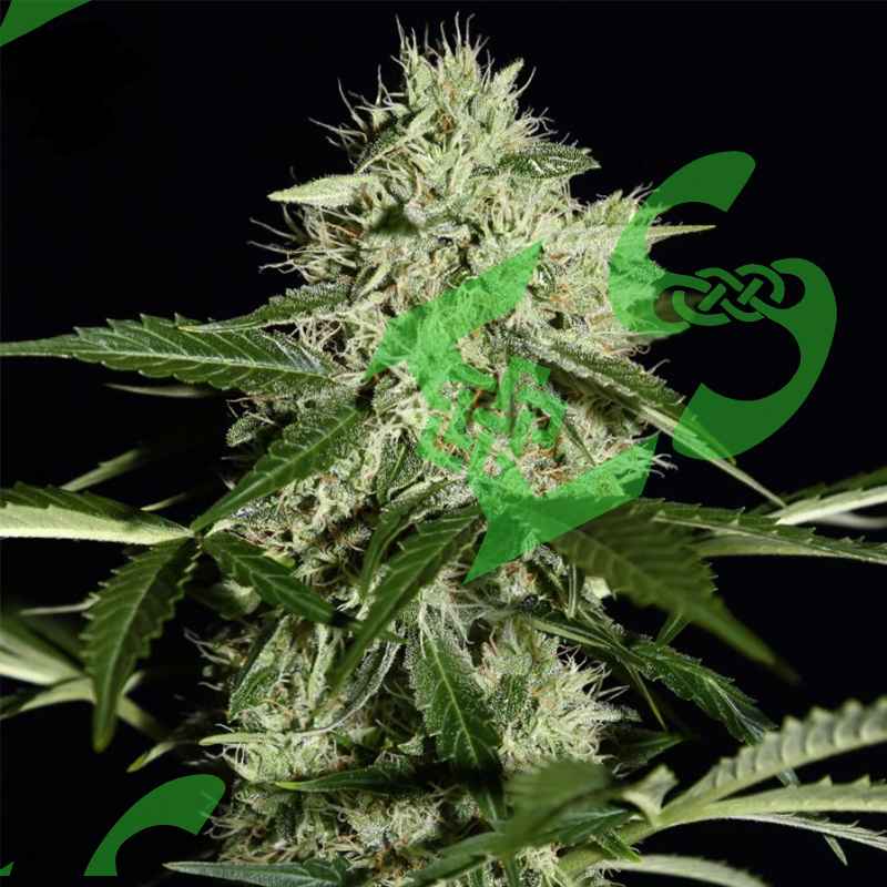 семена марихуаны тбилиси семена конопли в грузии